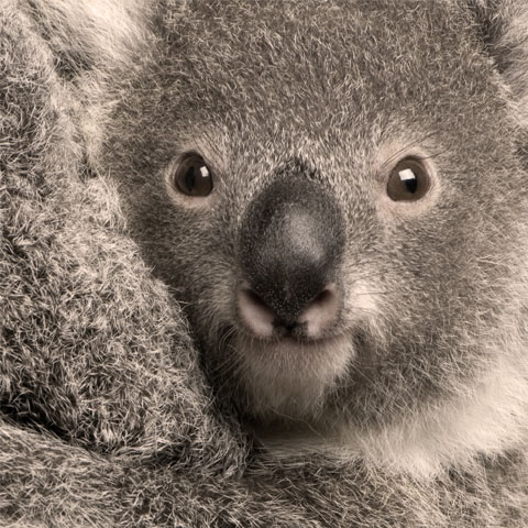 Koala