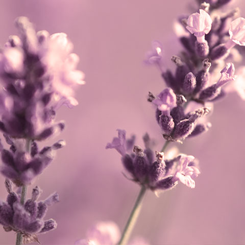 Lavender